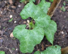 OrSaFarm Đậu Ngự Tây Nguyên Christmas Lima Beans 400gram, 600gram, và refils 1kg và 5kg