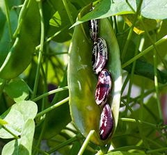 OrSaFarm Đậu Ngự Tây Nguyên Christmas Lima Beans 400gram, 600gram, và refils 1kg và 5kg