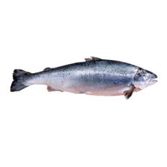 Cá Hồi Tươi Nauy Nguyên Con Size 5-6kg/con OrSaFood (kg)