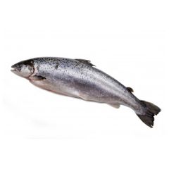 Cá Hồi Tươi Nauy Nguyên Con Size 6-7Kg/con OrSaFood (kg)