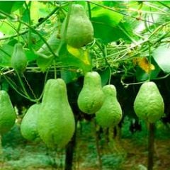 Su Su OrSaFood (1kg)