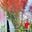Cây Phong Lá Đỏ Nhật Bản gốc lớn hơn 30cm