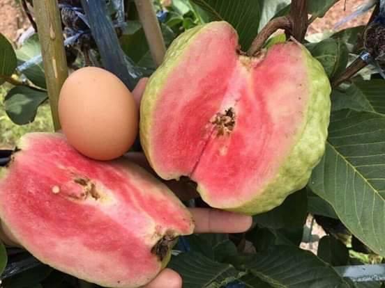 Trái ổi Ruby ruột đỏ