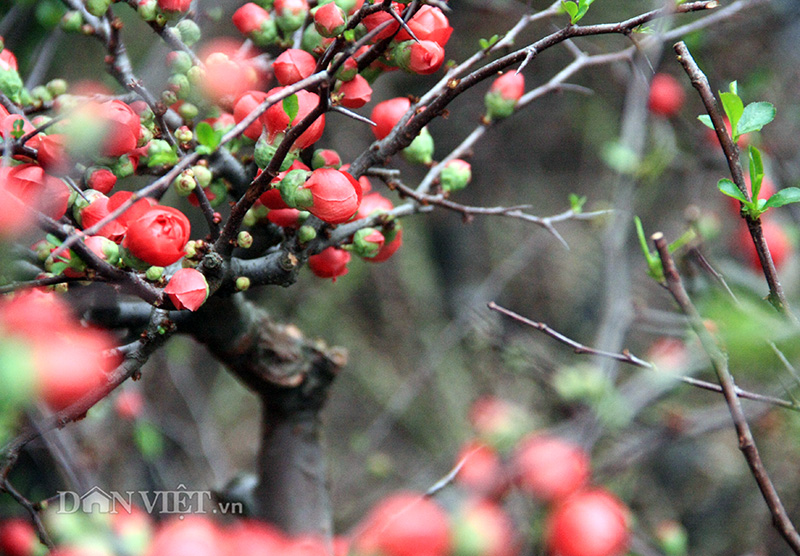 Mai đỏ “thế Nam sắc Bắc” thú chơi Tết cực lạ của nhiều "thượng đế" hình ảnh 11 mai do “the nam sac bac” thu choi tet cuc la cua nhieu "thuong de" hinh anh 11