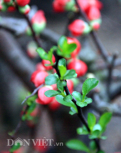 Mai đỏ “thế Nam sắc Bắc” thú chơi Tết cực lạ của nhiều "thượng đế" hình ảnh 8 mai do “the nam sac bac” thu choi tet cuc la cua nhieu "thuong de" hinh anh 8