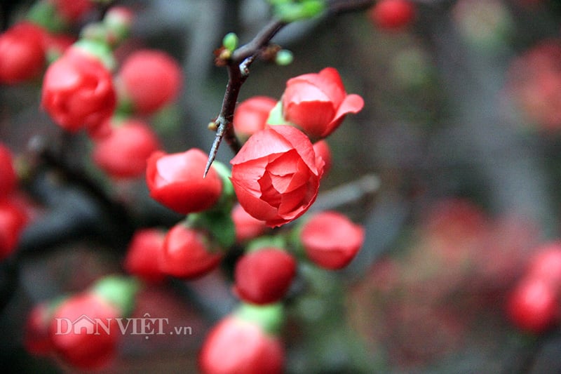 Mai đỏ “thế Nam sắc Bắc” thú chơi Tết cực lạ của nhiều "thượng đế" hình ảnh 1 mai do “the nam sac bac” thu choi tet cuc la cua nhieu "thuong de" hinh anh 1