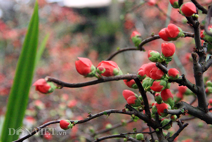 Mai đỏ “thế Nam sắc Bắc” thú chơi Tết cực lạ của nhiều "thượng đế" hình ảnh 4 mai do “the nam sac bac” thu choi tet cuc la cua nhieu "thuong de" hinh anh 4