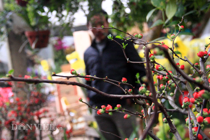 Mai đỏ “thế Nam sắc Bắc” thú chơi Tết cực lạ của nhiều "thượng đế" hình ảnh 7 mai do “the nam sac bac” thu choi tet cuc la cua nhieu "thuong de" hinh anh 7