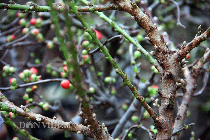 Mai đỏ “thế Nam sắc Bắc” thú chơi Tết cực lạ của nhiều "thượng đế" hình ảnh 10 mai do “the nam sac bac” thu choi tet cuc la cua nhieu "thuong de" hinh anh 10