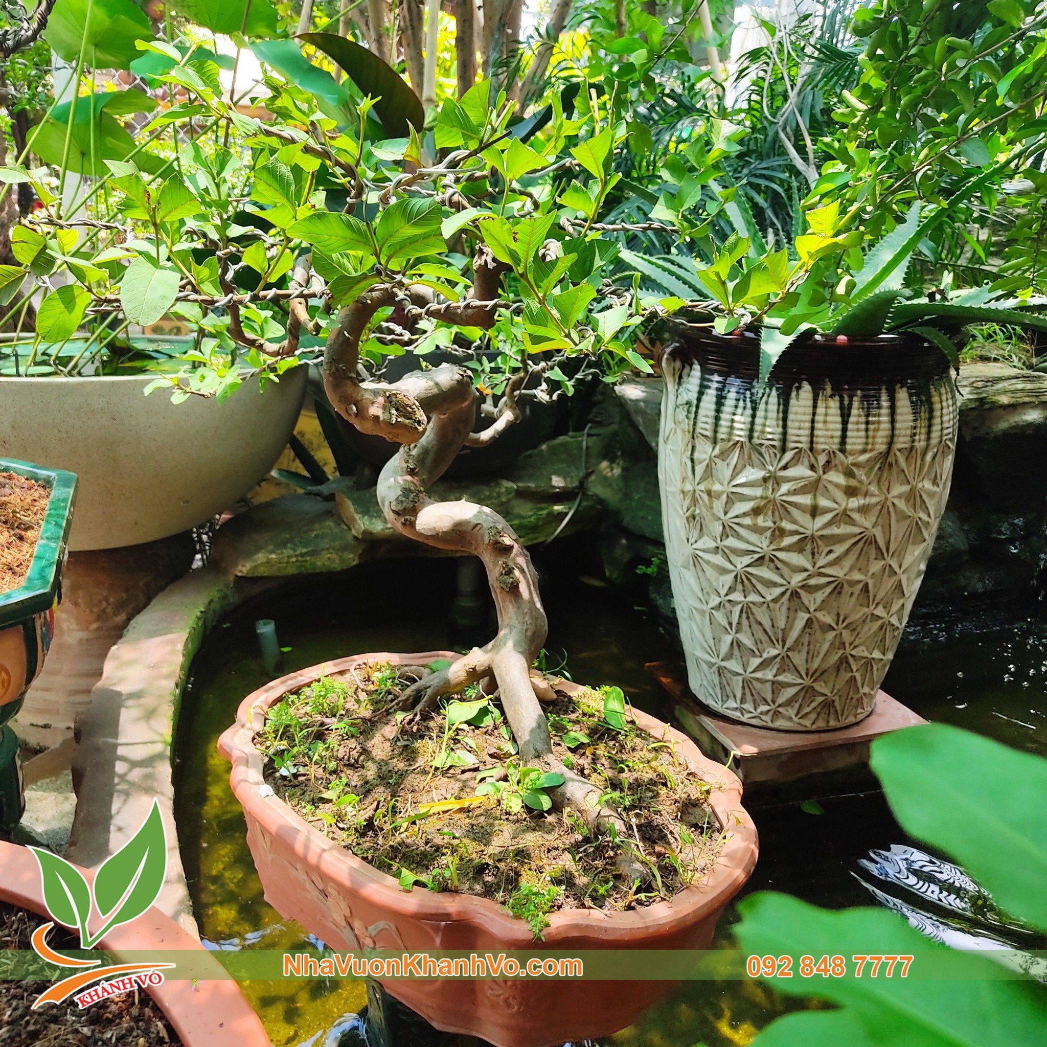 BONSAI ỔI CẢNH – NHÀ VƯỜN KHÁNH VÕ - CÂY ĐỘC LẠ