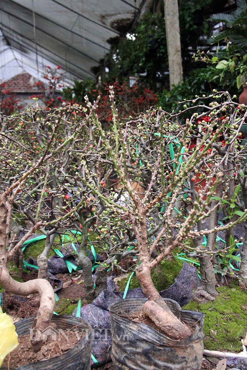 Mai đỏ “thế Nam sắc Bắc” thú chơi Tết cực lạ của nhiều "thượng đế" hình ảnh 9 mai do “the nam sac bac” thu choi tet cuc la cua nhieu "thuong de" hinh anh 9