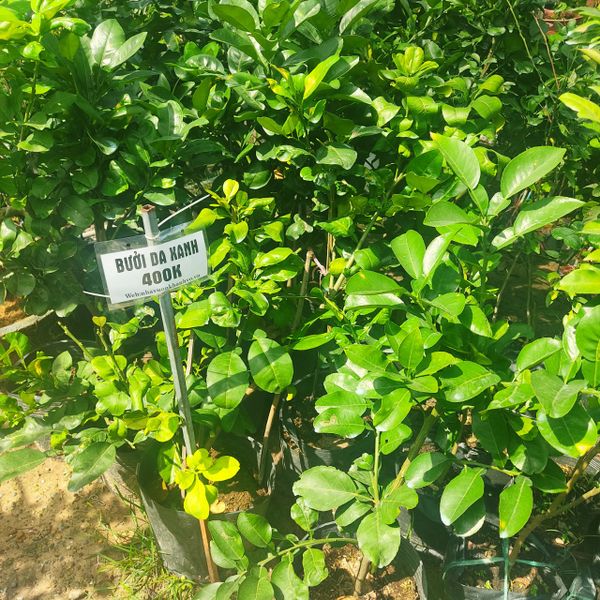 Cây Bưởi Da Xanh Trưởng Thành Sắp Ra Trái 80-1m