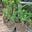 Cây Cam Nhật Giống Cao 30-40 cm