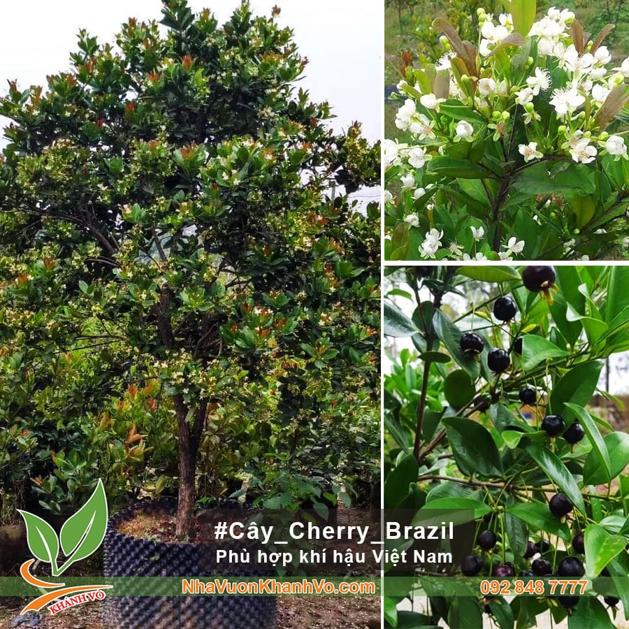 CÂY CHERRY BRAZIL – CÂY CHERRY NHIỆT ĐỚI THÍCH HỢP KHÍ HẬU VIỆT NAM