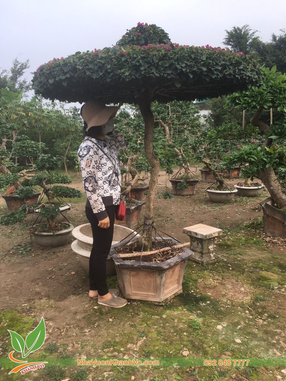 Cây Hoa Giấy Huế Bonsai Tạo Tán Đẹp – NHÀ VƯỜN KHÁNH VÕ - CÂY ĐỘC LẠ