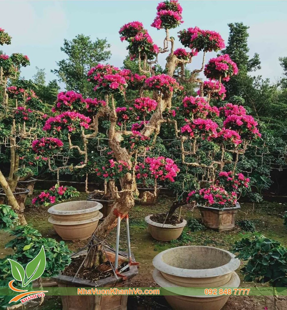 Cây Hoa Giấy Huế Khủng Bonsai – NHÀ VƯỜN KHÁNH VÕ - CÂY ĐỘC LẠ