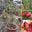 Cây Lựu Ấn Độ Giống Đang Hoa Cao 50cm