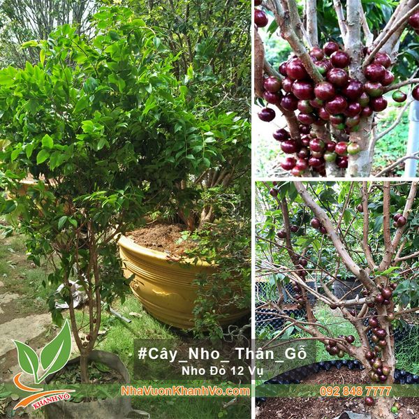 CÂY NHO THÂN GỖ 12 VỤ