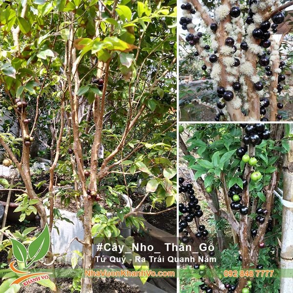 CÂY NHO THÂN GỖ TỨ QUÝ 25 NĂM TUỔI