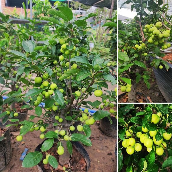 Cây Táo Xanh Trồng Chậu Sai Trái – NHÀ VƯỜN KHÁNH VÕ - CÂY ĐỘC LẠ