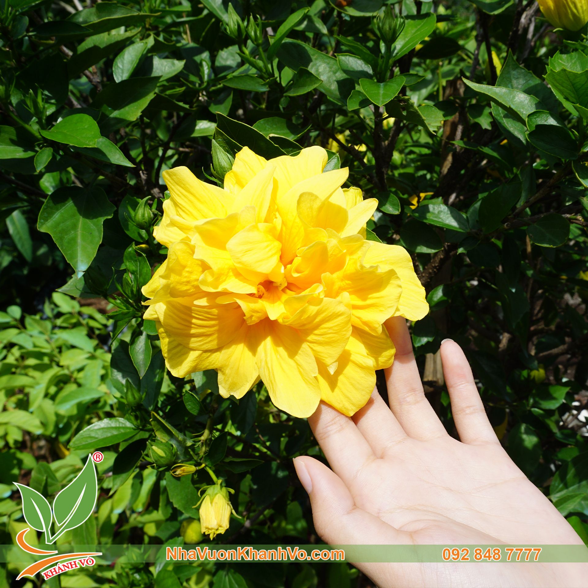 Cây Hoa Râm Bụt Kép Vàng 1m5 Đang Rộ Hoa – NHÀ VƯỜN KHÁNH VÕ - CÂY ĐỘC LẠ