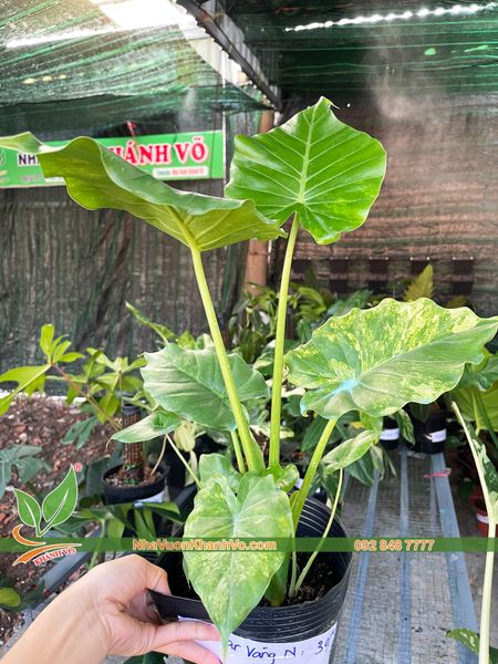Cây Ráy Vàng – NHÀ VƯỜN KHÁNH VÕ - CÂY ĐỘC LẠ