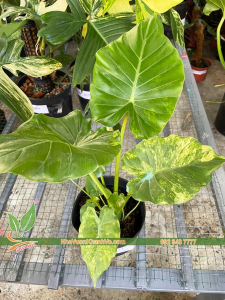 Cây Ráy Vàng – NHÀ VƯỜN KHÁNH VÕ - CÂY ĐỘC LẠ