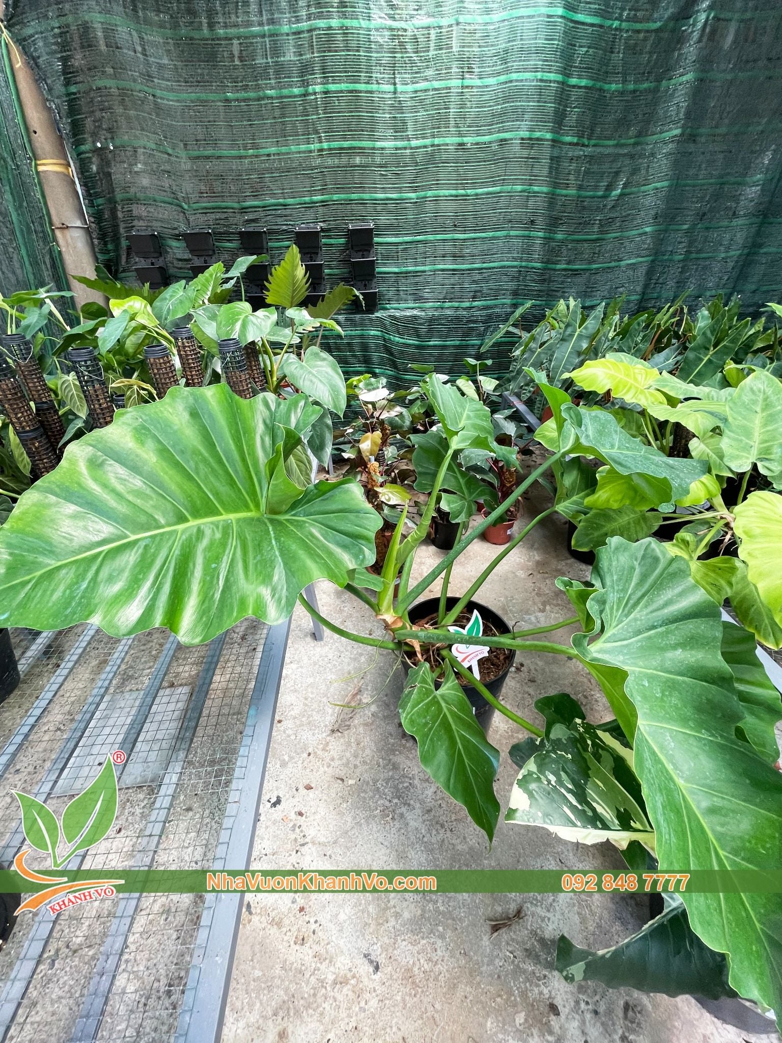 Cây Trầu Bà Subin – NHÀ VƯỜN KHÁNH VÕ - CÂY ĐỘC LẠ