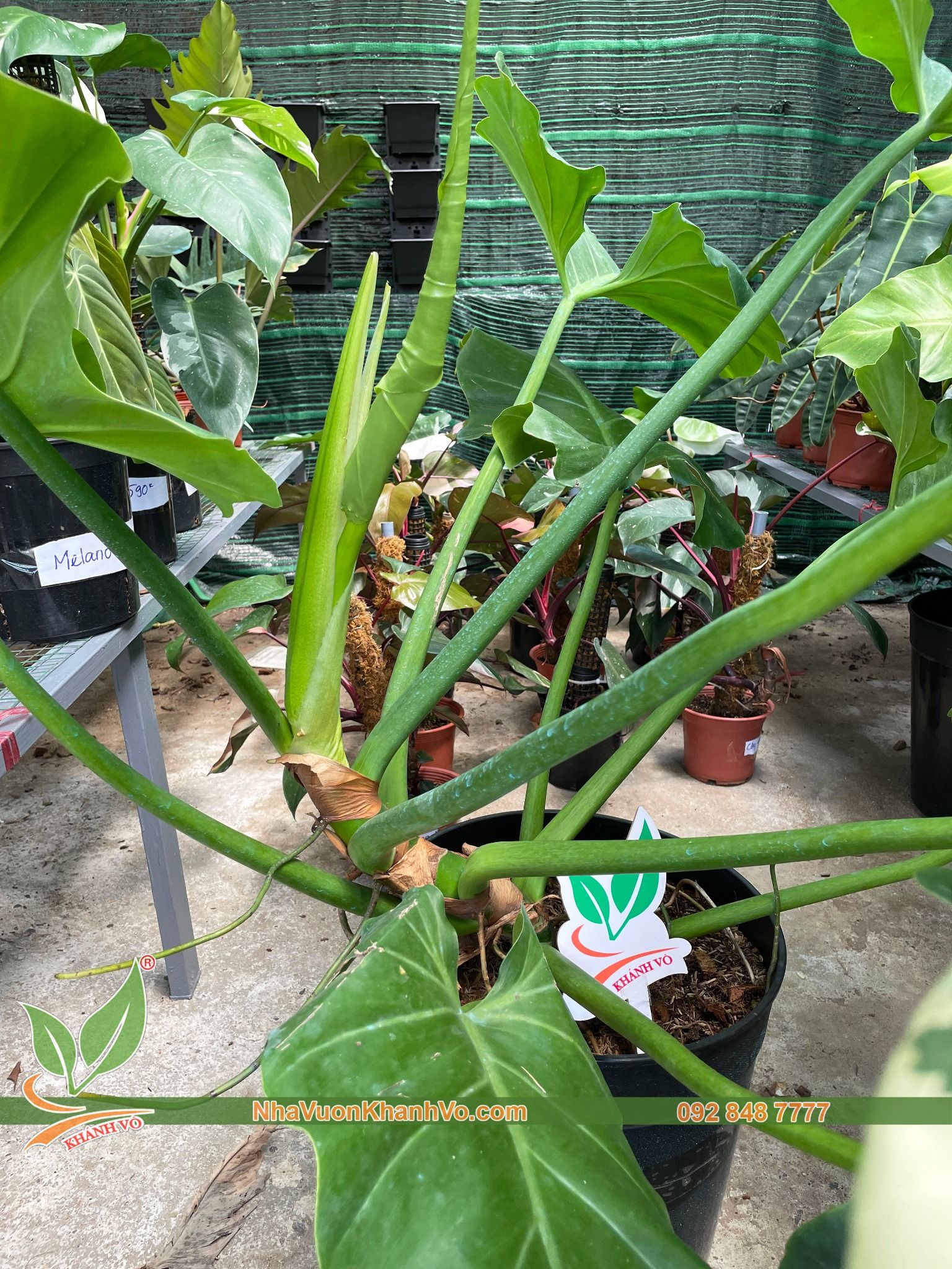 Cây Trầu Bà Subin – NHÀ VƯỜN KHÁNH VÕ - CÂY ĐỘC LẠ