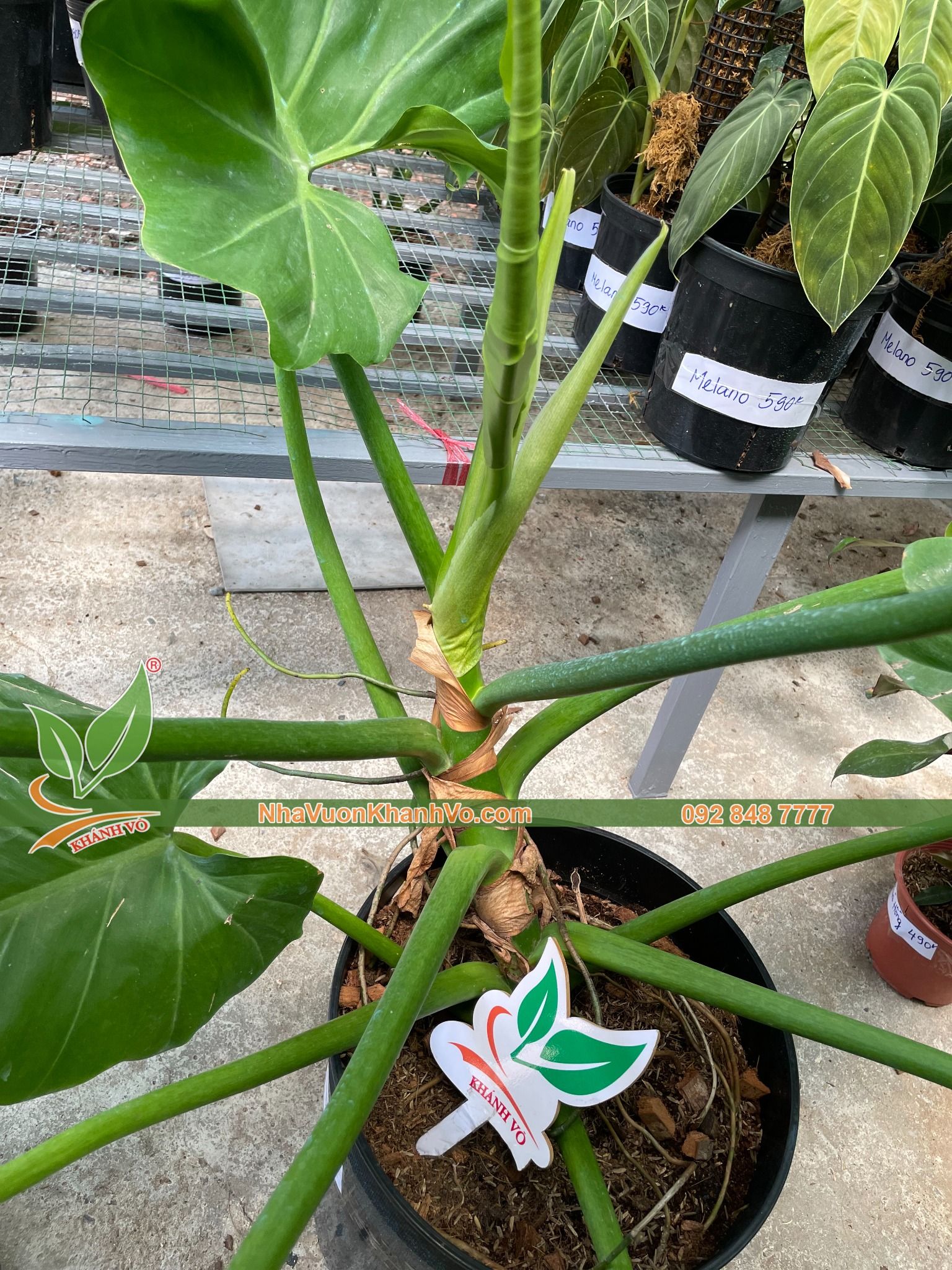 Cây Trầu Bà Subin – NHÀ VƯỜN KHÁNH VÕ - CÂY ĐỘC LẠ