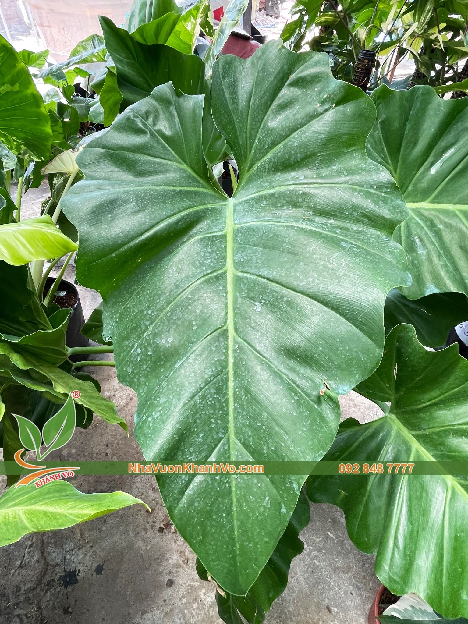 Cây Trầu Bà Subin – NHÀ VƯỜN KHÁNH VÕ - CÂY ĐỘC LẠ