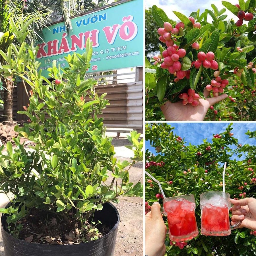 Tổng hợp tác ăn ý 22+ bài bác bác bỏ viết: cơ hội tổ chức siro Tính từ lúc ngược khoáy siro một vừa vặn nhị cần cập nhật