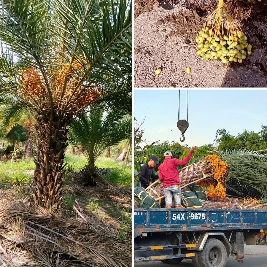 Cây Chà Là Israel Lớn Lóng Cao 2M Đã Ra Trái – Nhà Vườn Khánh Võ - Cây Độc  Lạ