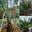 Cây chà là Thái Lan lớn lóng cao 40cm cây sắp ra trái