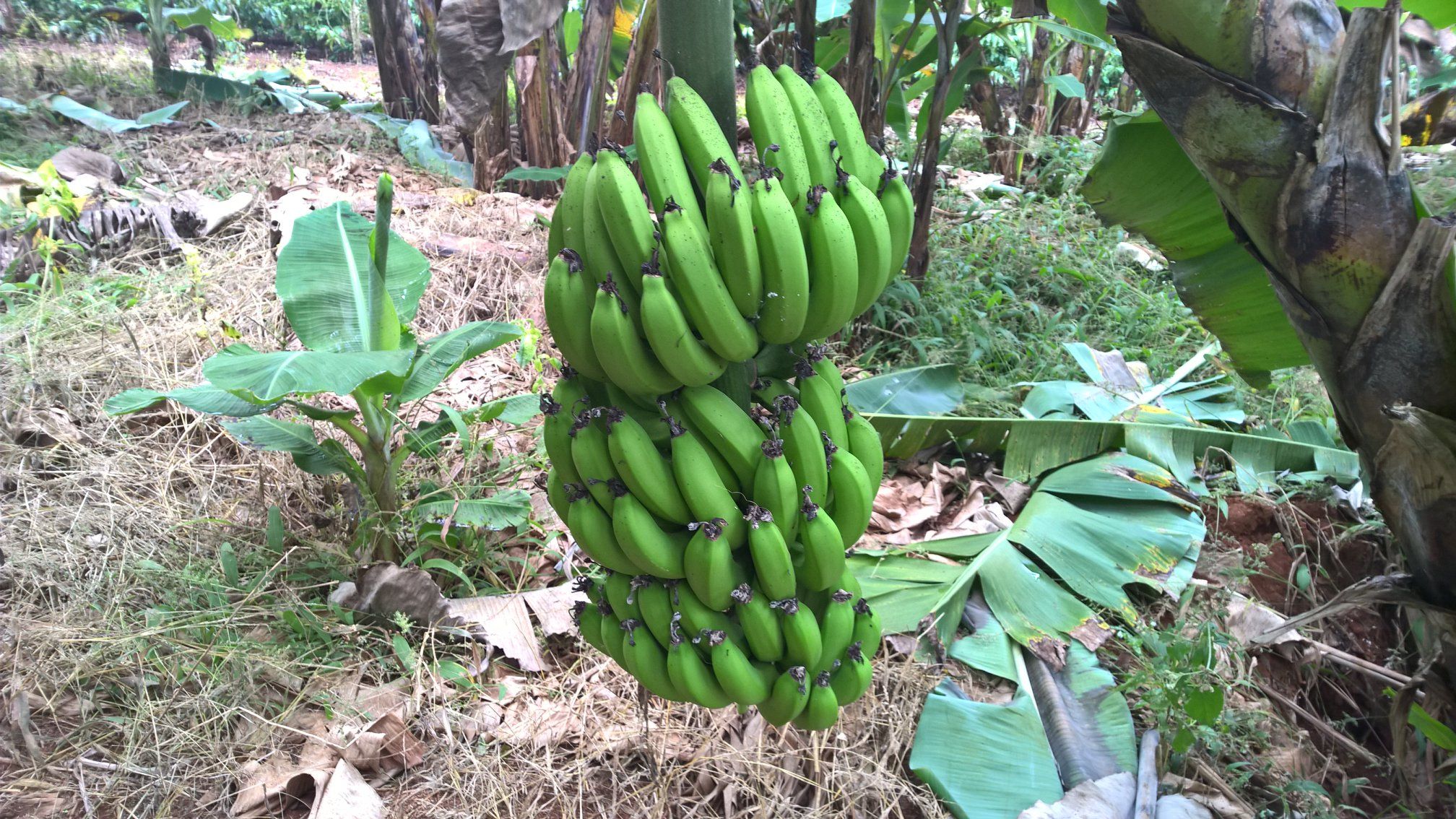  Chuối Laba - 1 Kg 