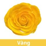 SƠN XỊT MÀU CHO HOA TƯƠI - PKK0045