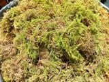 Rêu khô (100g) dùng để trang trí chậu hoa, tiểu cảnh và giữ ẩm dành cho hoa lan - PKK0116