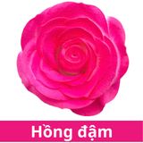 SƠN XỊT MÀU CHO HOA TƯƠI - PKK0045