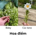 Hoa điểm dùng trang trí hoa sáp (0.5kg) - HOG0019