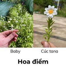 Hoa điểm dùng trang trí hoa sáp (0.5kg) - HOG0019