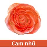 SƠN XỊT MÀU CHO HOA TƯƠI - PKK0045