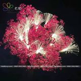 Bộ đèn sao 11 nhánh kèm pin - PKK0070