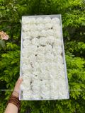 Hoa Phăng sáp (hộp 50 bông) - HHS0005