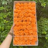 Hoa Phăng sáp (hộp 50 bông) - HHS0005