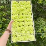 Hoa Phăng sáp (hộp 50 bông) - HHS0005