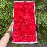 Hoa sáp Cẩm tú cầu (1 hộp 25 bông) - HHS0006