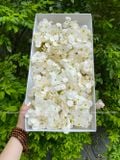 Hoa sáp Cẩm tú cầu (1 hộp 25 bông) - HHS0006