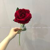 Cành Hoa Hồng Nhung Cao Cấp Nhiều Màu - HOG0001