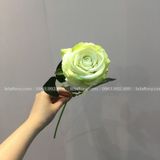 Cành Hoa Hồng Nhung Cao Cấp Nhiều Màu - HOG0001