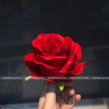 Đầu Bông Hoa Hồng Nhung Cao Cấp Nhiều Màu - HOG0004